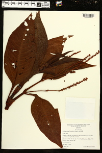Image of Polygonum hispidum