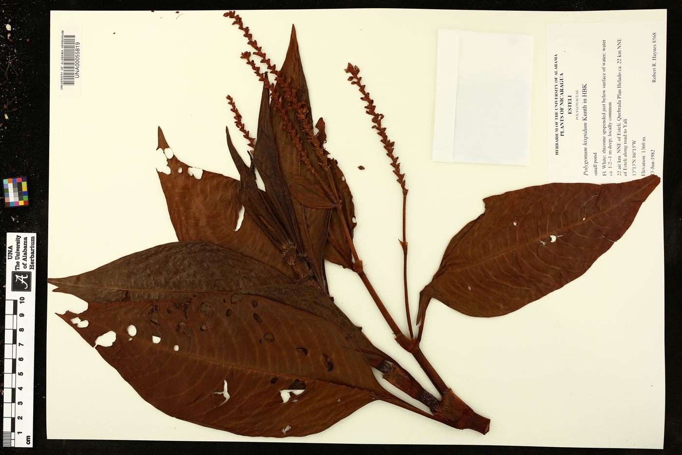 Polygonum hispidum image