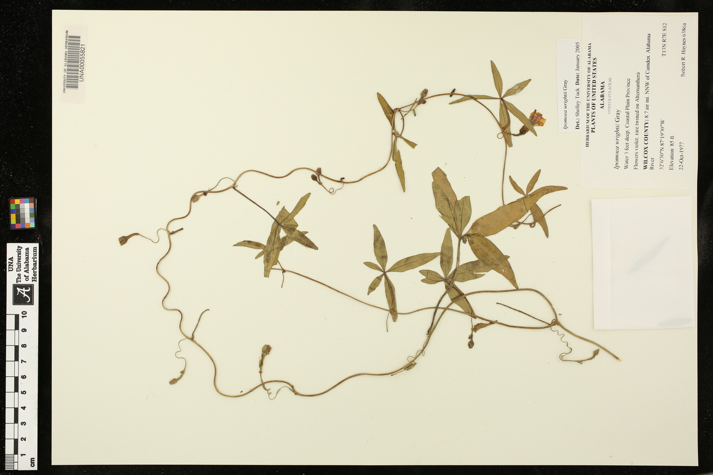 Ipomoea wrightii image