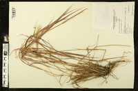 Andropogon ternarius image