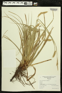 Carex cherokeensis image