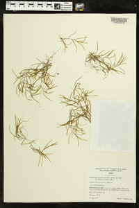 Potamogeton foliosus subsp. foliosus image