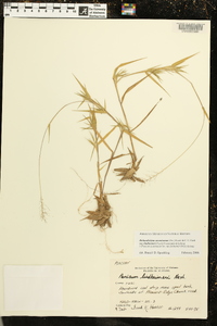 Dichanthelium acuminatum subsp. lindheimeri image