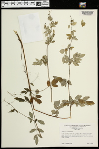 Thalictrum amphibolum image