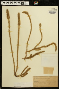 Lycopodiella alopecuroides image