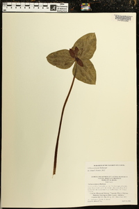 Trillium cuneatum image