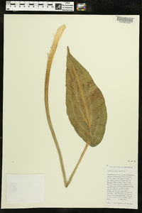 Alisma plantago-aquatica image