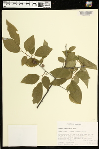 Prunus umbellata image