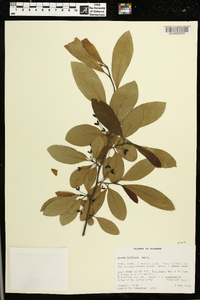 Nyssa biflora image