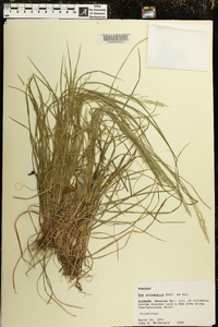 Poa autumnalis image