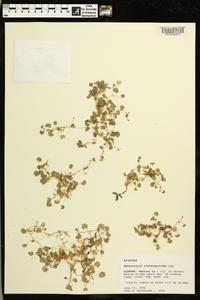 Hydrocotyle sibthorpioides image