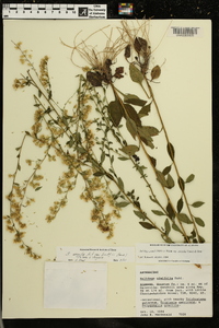 Solidago arguta var. boottii image