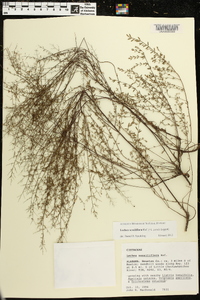 Lechea sessiliflora image