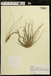 Eleocharis microcarpa image