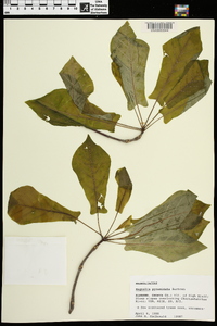 Magnolia pyramidata image