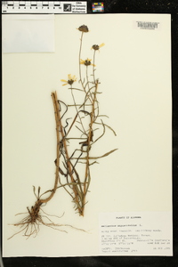 Helianthus angustifolius image