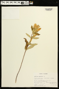 Gentiana saponaria image