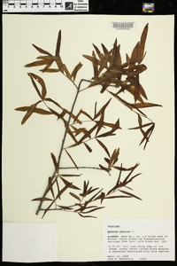 Quercus phellos image