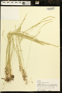 Festuca sciurea image