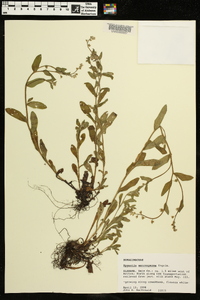 Myosotis macrosperma image