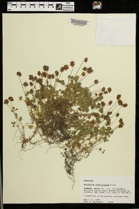 Trifolium carolinianum image