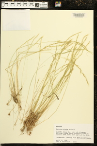 Festuca sciurea image