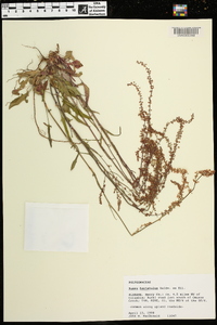 Rumex hastatulus image