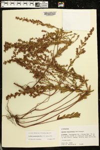 Lechea mucronata image