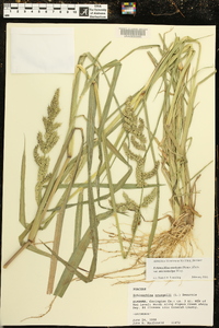 Echinochloa muricata var. microstachya image