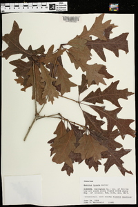 Quercus lyrata image