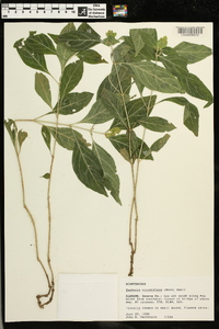 Yeatesia viridiflora image