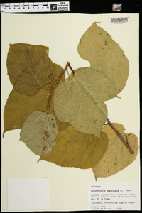 Broussonetia papyrifera image