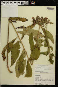 Vernonia baldwinii image