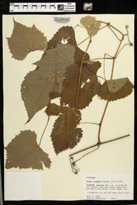 Vitis cinerea image