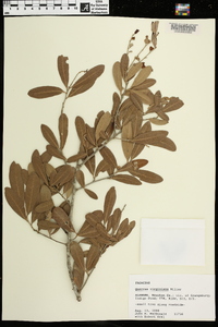 Quercus virginiana image