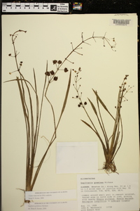 Sagittaria chapmanii image