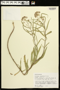 Asclepias longifolia image