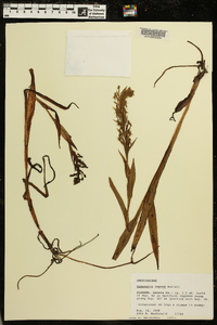 Habenaria repens image