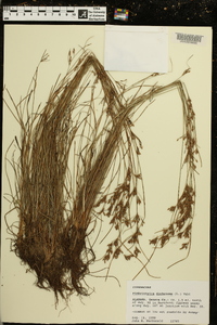 Fimbristylis dichotoma image