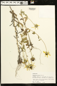 Rudbeckia mollis image