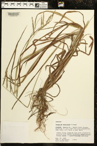 Paspalum boscianum image