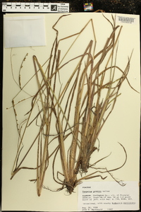 Paspalum praecox image