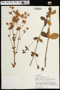 Eriogonum tomentosum image