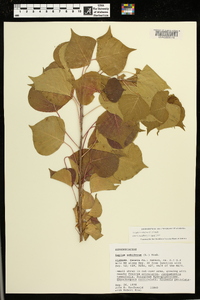 Triadica sebifera image