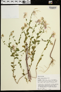 Warea sessilifolia image