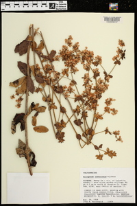 Eriogonum tomentosum image