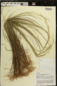 Aristida purpurascens image