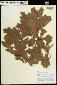 Quercus margarettiae image