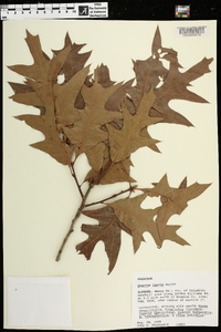 Quercus laevis image