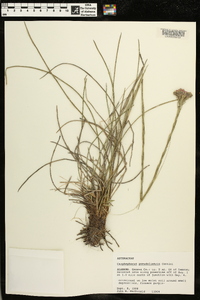 Carphephorus pseudoliatris image